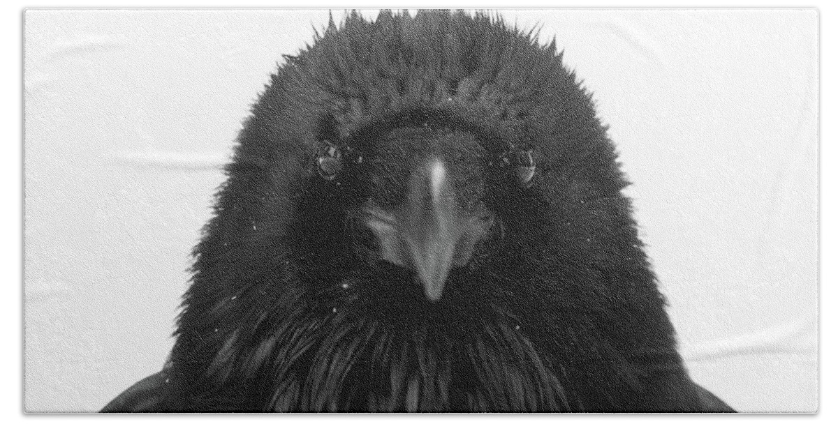 Common Raven Bath Towel featuring the photograph Raven Portrait by Max Waugh
