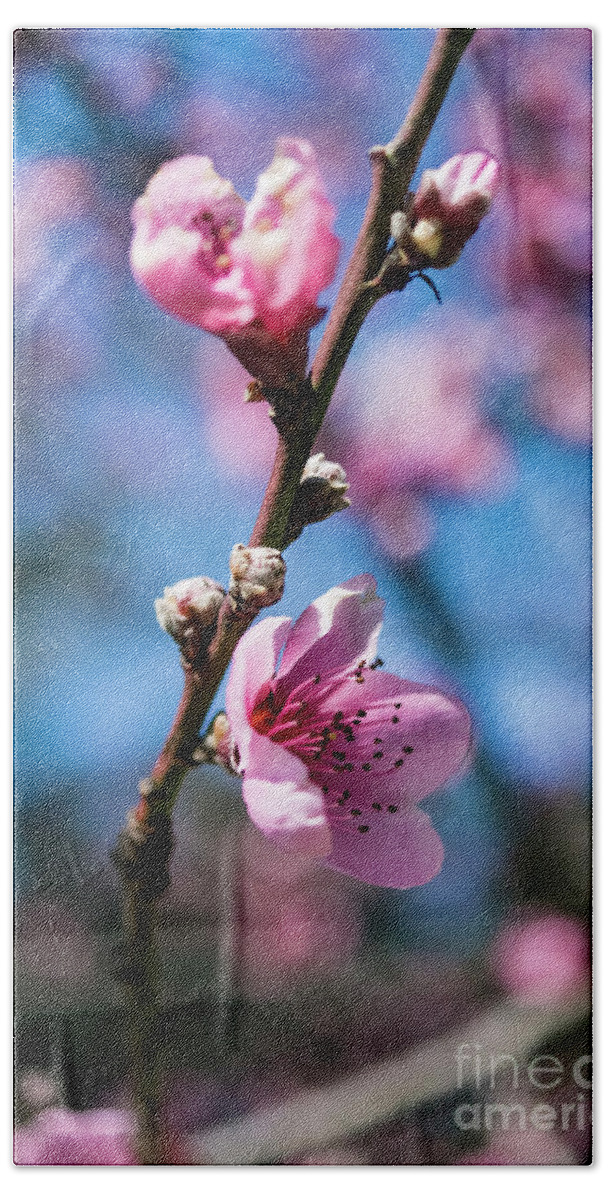 Cherry Blossoms Bath Towel featuring the photograph Reach by Cara Walton