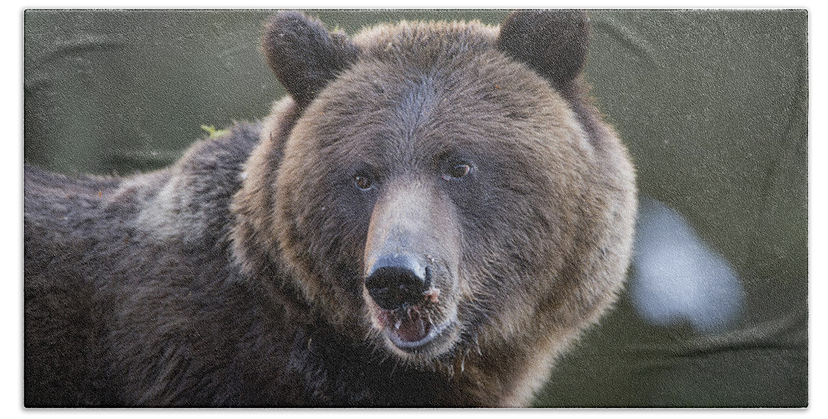 Bear Bath Towel featuring the photograph Up Close to a Grizzly by Bill Cubitt
