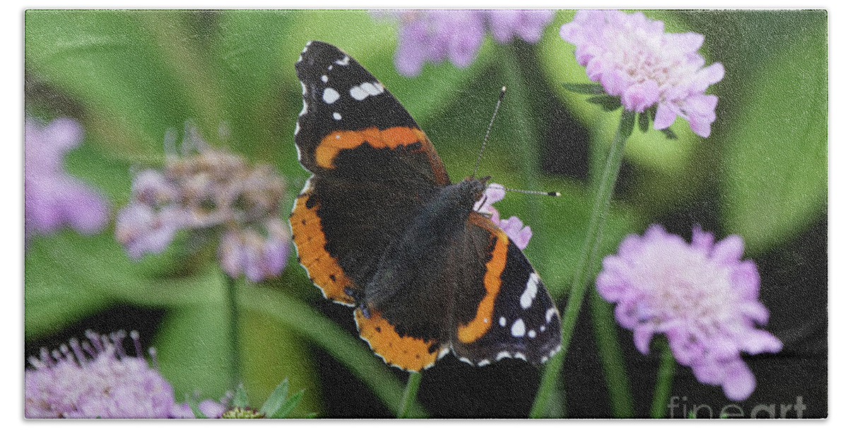 Red Admiral Butterfly Bath Towel featuring the photograph Red Admiral Butterfly and Pincushion Flower by Robert E Alter Reflections of Infinity
