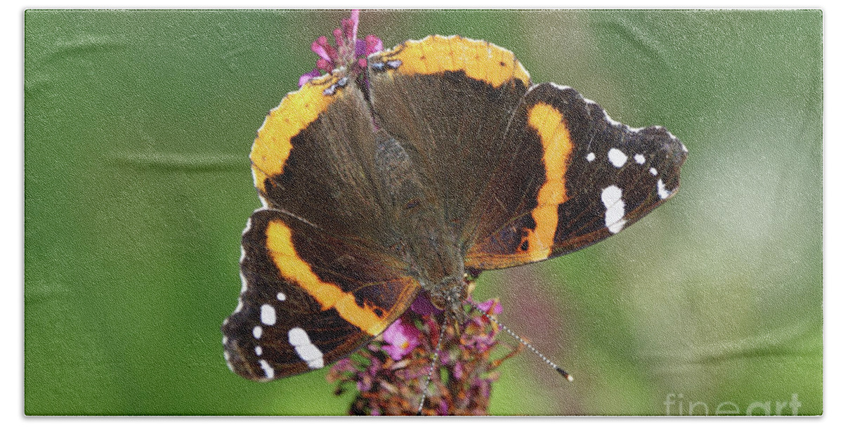 Red Admiral Butterfly Bath Towel featuring the photograph Red Admiral Keeps Head Down by Robert E Alter Reflections of Infinity