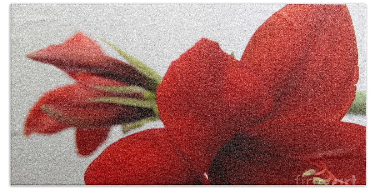 Red Lion Amaryllis Bath Towel featuring the photograph Red Amaryllis and bud by Robin Pedrero