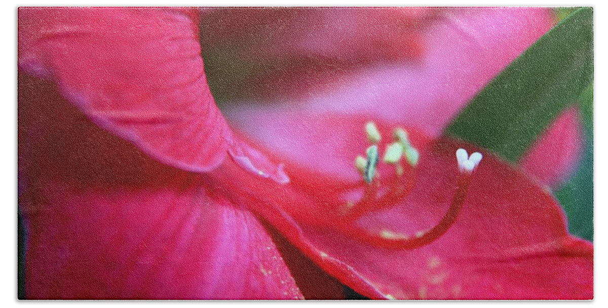 Red Amaryllis Bath Towel featuring the photograph Red Amaryllis Closeup by Carol Montoya