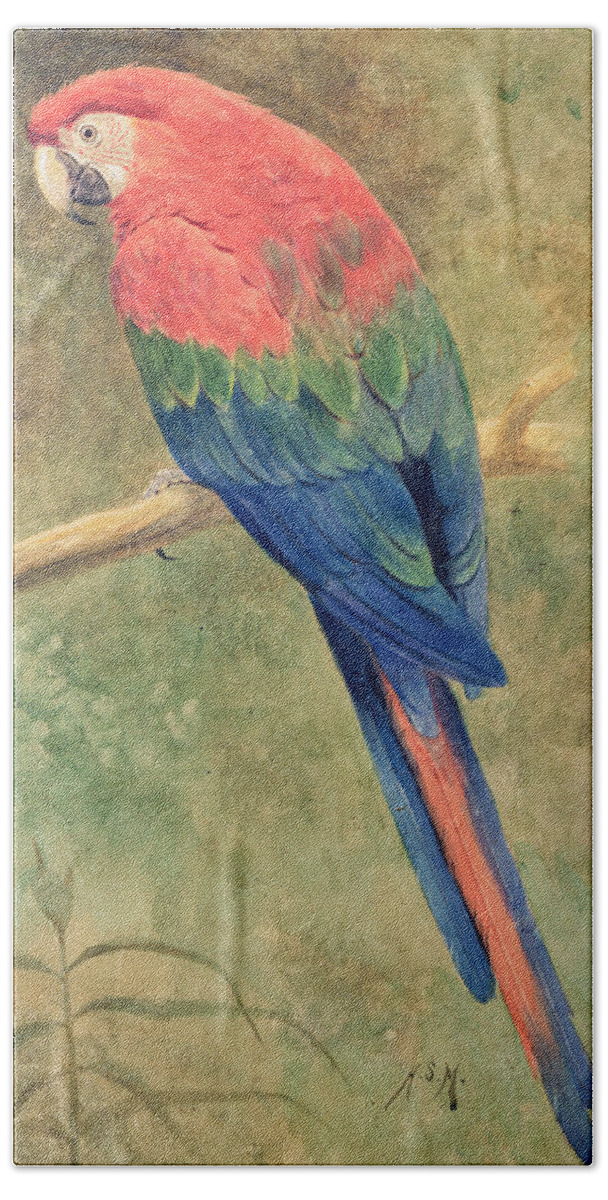 Red Hand Towel featuring the painting Red and Blue Macaw by Henry Stacey Marks