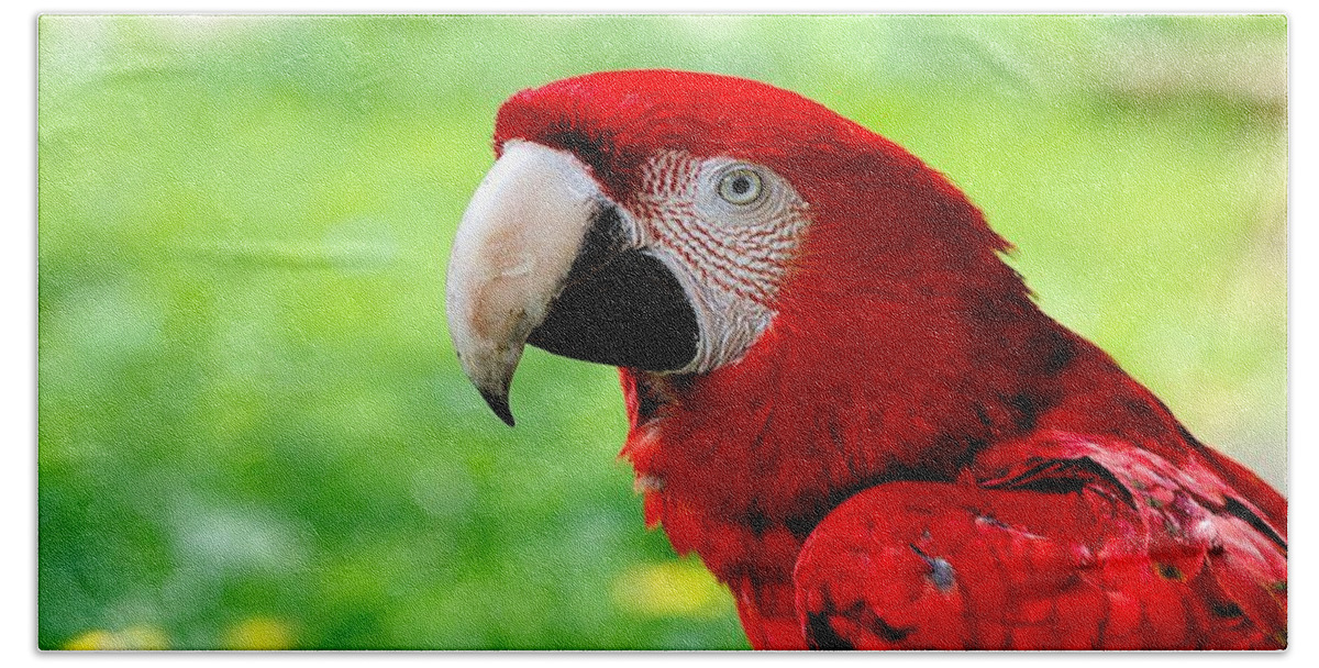 Red-and-green Macaw Hand Towel featuring the photograph Red-and-green Macaw by Jackie Russo