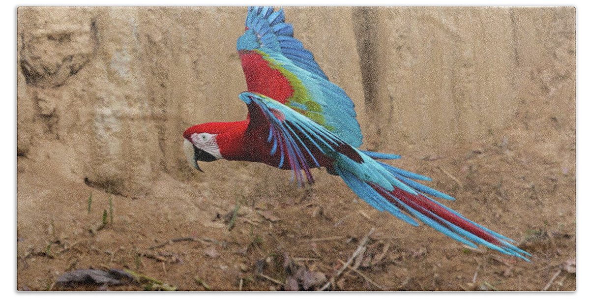 2015 Bath Towel featuring the photograph Red-and-green Macaw by Jean-Luc Baron