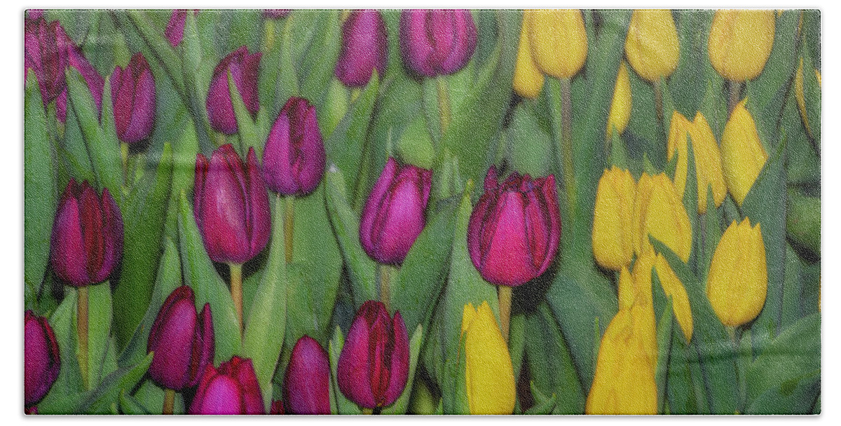 Red Bath Towel featuring the photograph Red and Yellow Tulips by Bill Cannon