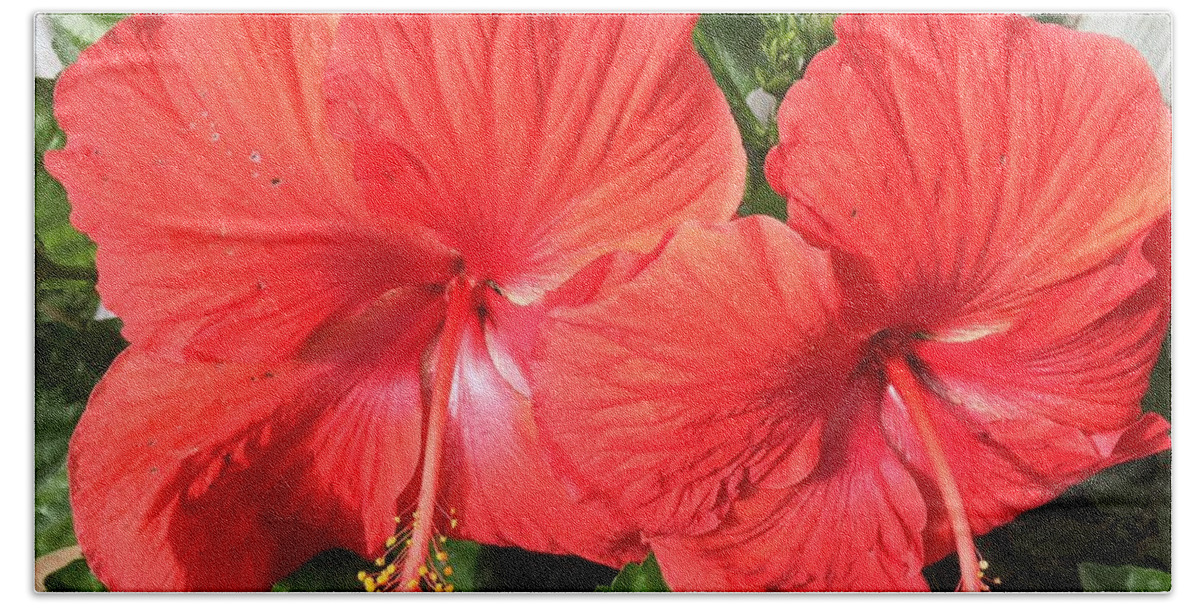 Hibiscus Hand Towel featuring the photograph Red Beauties by Val Oconnor