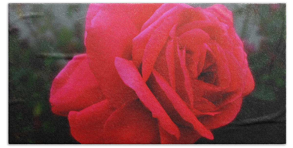 Rose Bath Towel featuring the photograph Red Beauty by Mark Blauhoefer