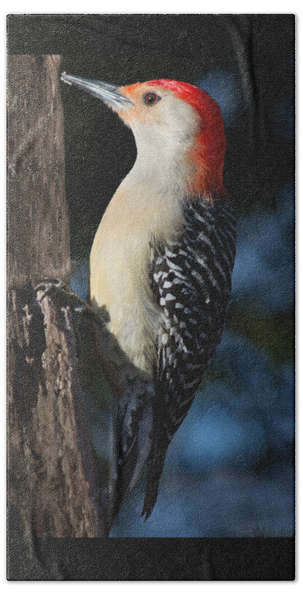 Bird Hand Towel featuring the photograph Red-bellied Woodpecker 3 by Kenneth Cole