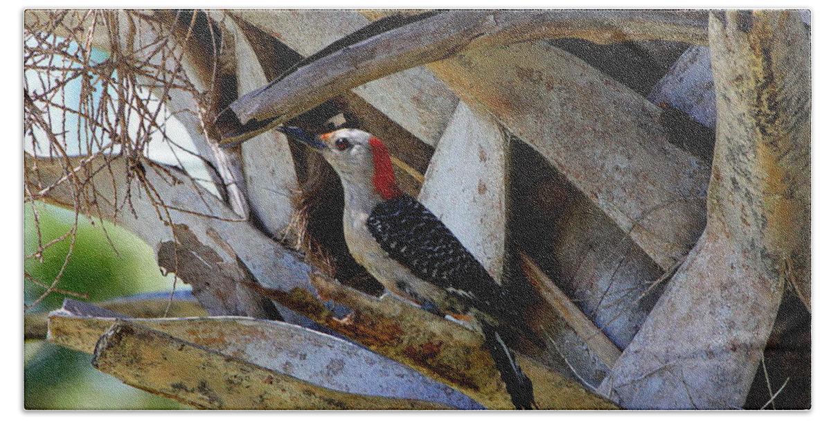 Red-bellied Woodpecker Bath Towel featuring the photograph Red-Bellied Woodpecker hides on a Cabbage Palm by Barbara Bowen