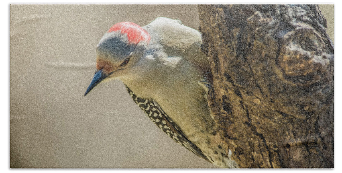 Bird Hand Towel featuring the photograph Red-Bellied Woodpecker img 3 by Bruce Pritchett