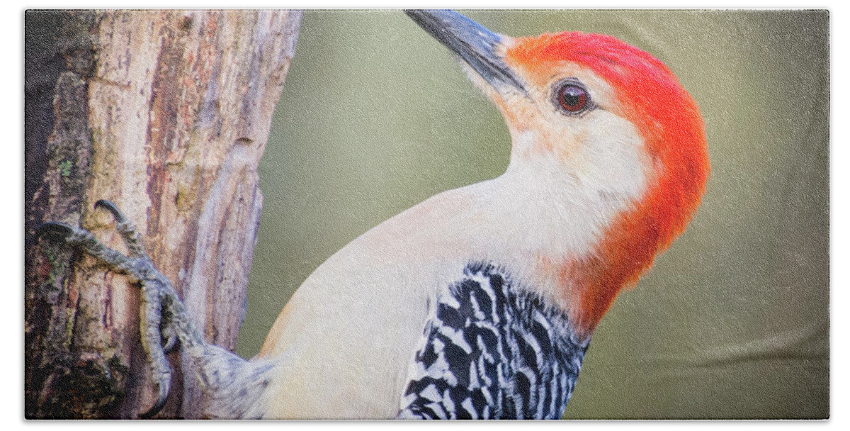 Wildlife Hand Towel featuring the photograph Red-bellied Woodpecker by John Benedict