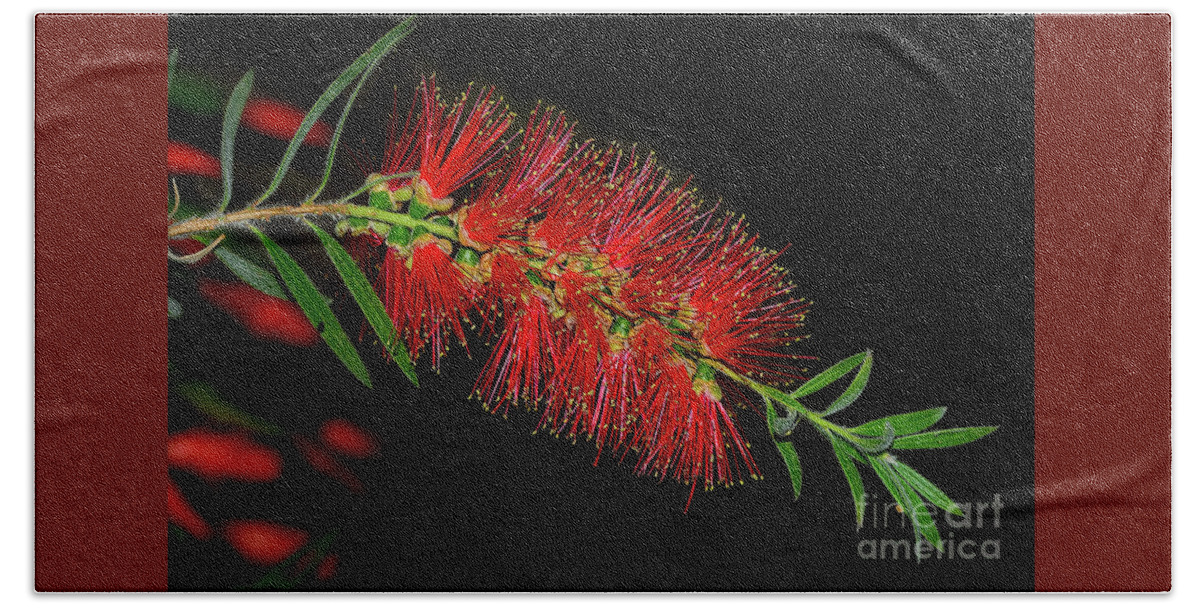 Red Bottlebrush Bath Towel featuring the photograph Red Bottlebrush by Kaye Menner by Kaye Menner