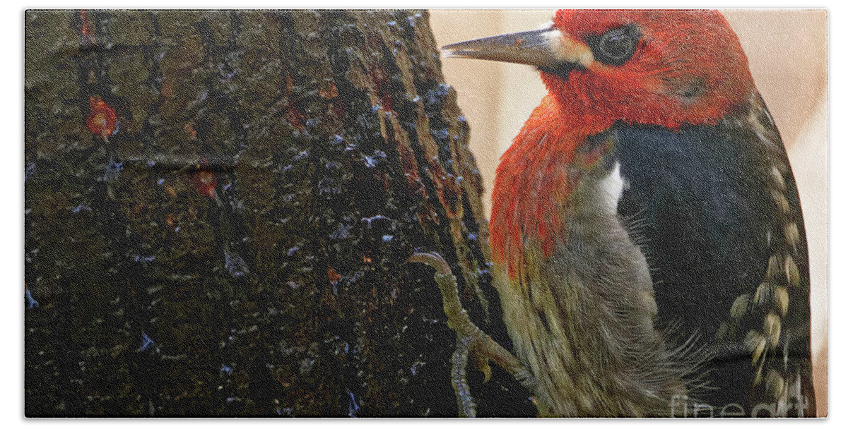 Red-breasted Sapsucker Bath Towel featuring the photograph Red-breasted Sapsucker by Sue Harper