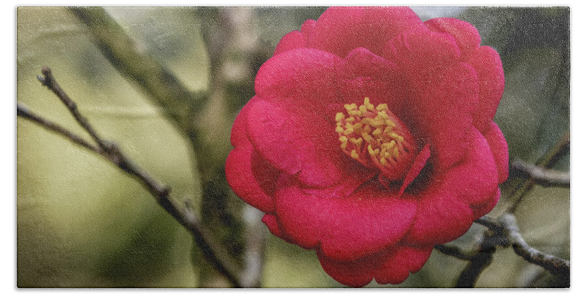 Ul Bath Towel featuring the photograph Red Camelia 05 by Gregory Daley MPSA