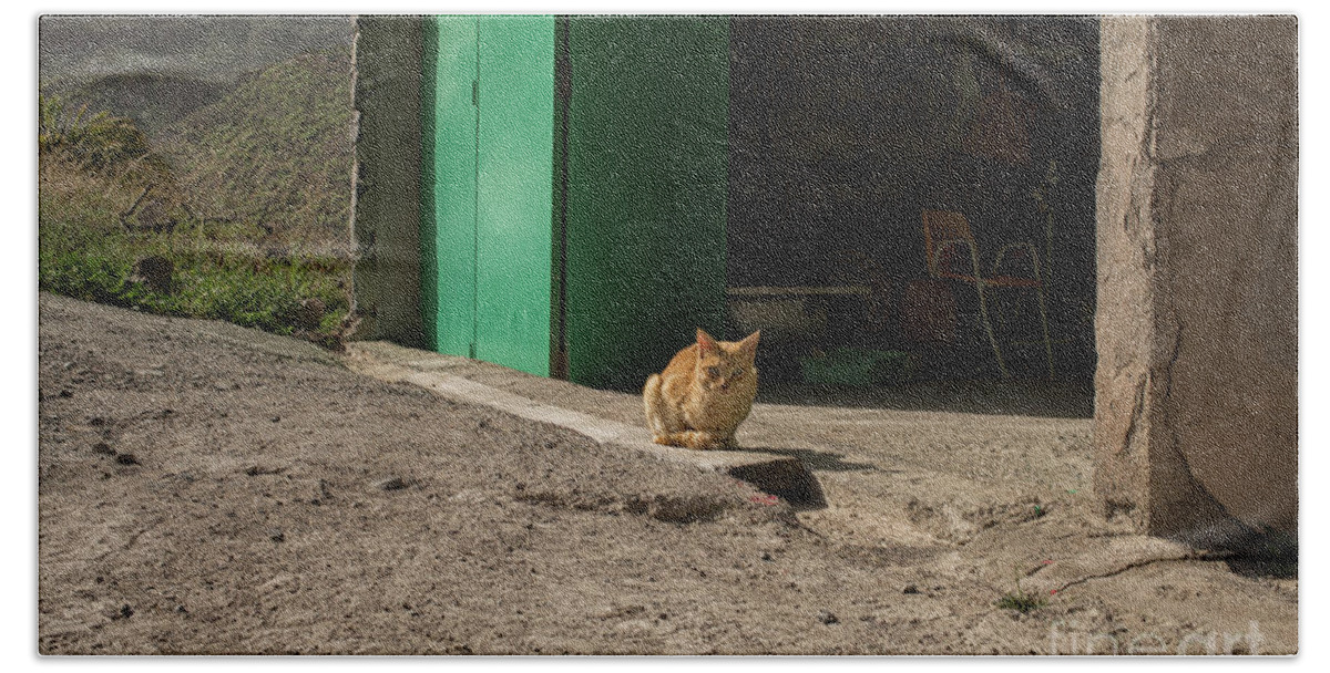 Red Bath Towel featuring the photograph Red cat and green shed by Patricia Hofmeester