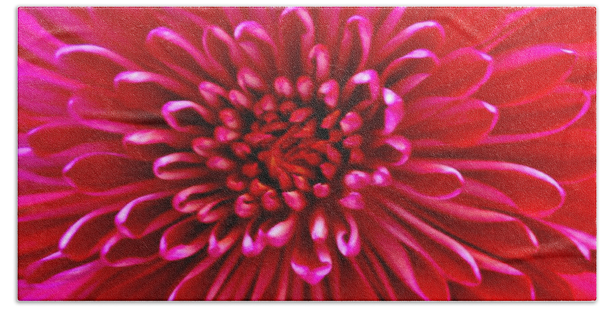 Red Bath Towel featuring the photograph Red Chrysanthemum by Eileen Brymer