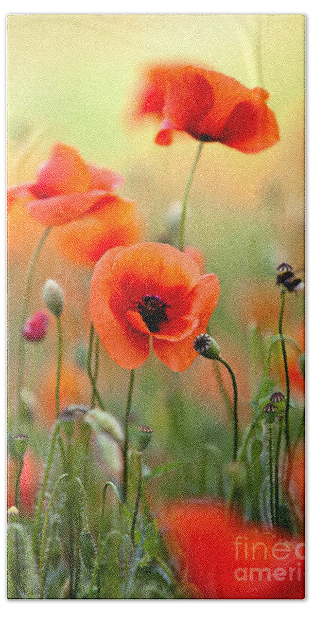 Poppy Hand Towel featuring the photograph Red Corn Poppy Flowers 06 by Nailia Schwarz