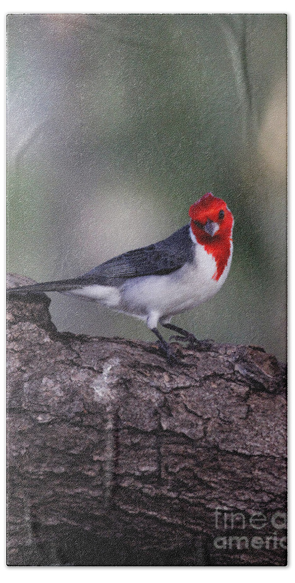 Bird Hand Towel featuring the photograph Red Crested Posing by Jennifer Robin