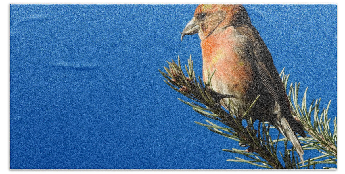 Red Crossbill Hand Towel featuring the photograph Red Crossbill by Mindy Musick King