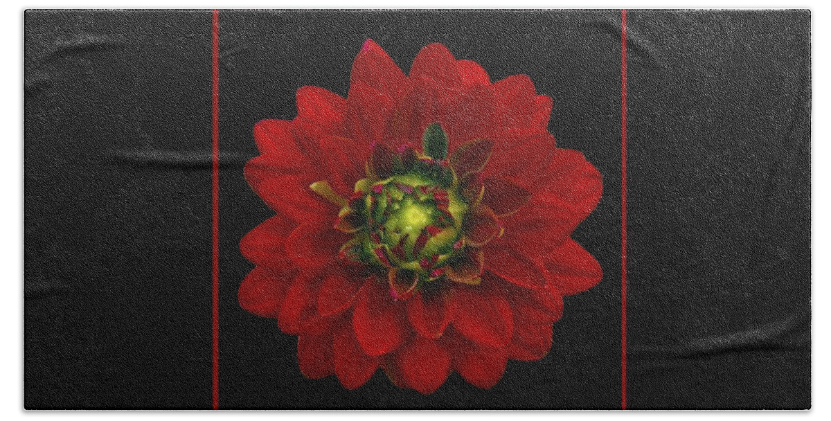 Dahlia Bath Towel featuring the photograph Red Dahlia by Michael Peychich