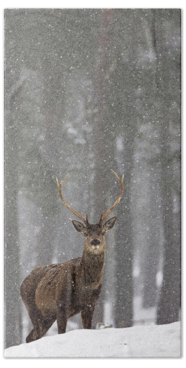 Red Bath Towel featuring the photograph Red Deer In A Blizzard by Pete Walkden