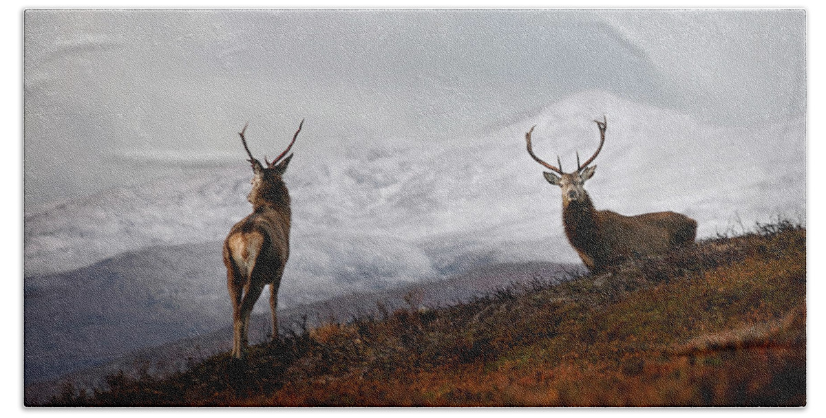 Red Deer Stags Bath Towel featuring the photograph Red Deer Stags by Gavin MacRae
