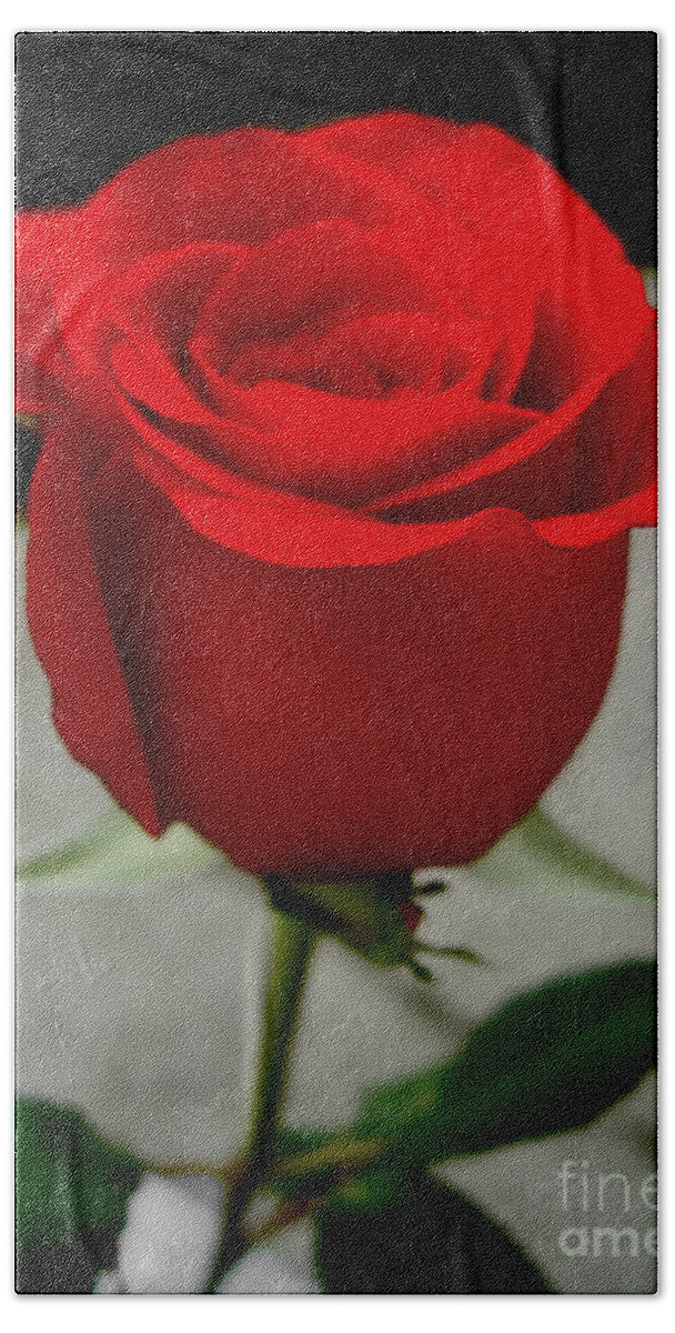 Red Dream Hand Towel featuring the photograph Red Dream Rose by Nina Ficur Feenan