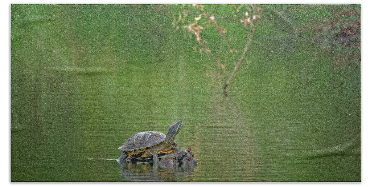 Red Bath Towel featuring the photograph Red-eared Slider Turtle by Tam Ryan