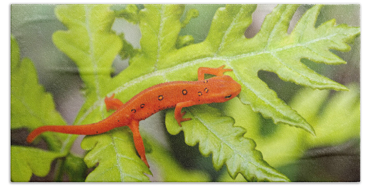 Red Eft Hand Towel featuring the photograph Red Eft Eastern Newt by Christina Rollo