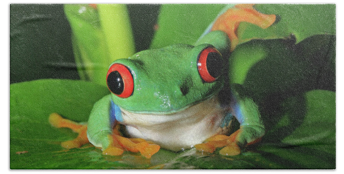 Frog Bath Towel featuring the photograph Red Eyed Tree Frog by David Freuthal