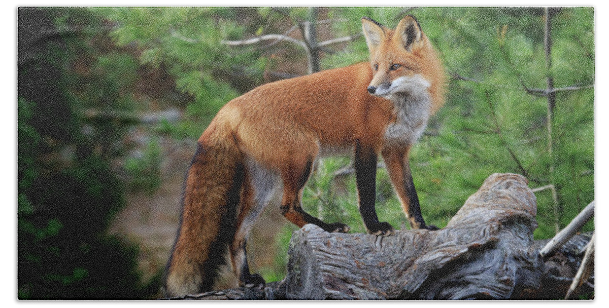Gary Hall Bath Towel featuring the photograph Red Fox 4 by Gary Hall