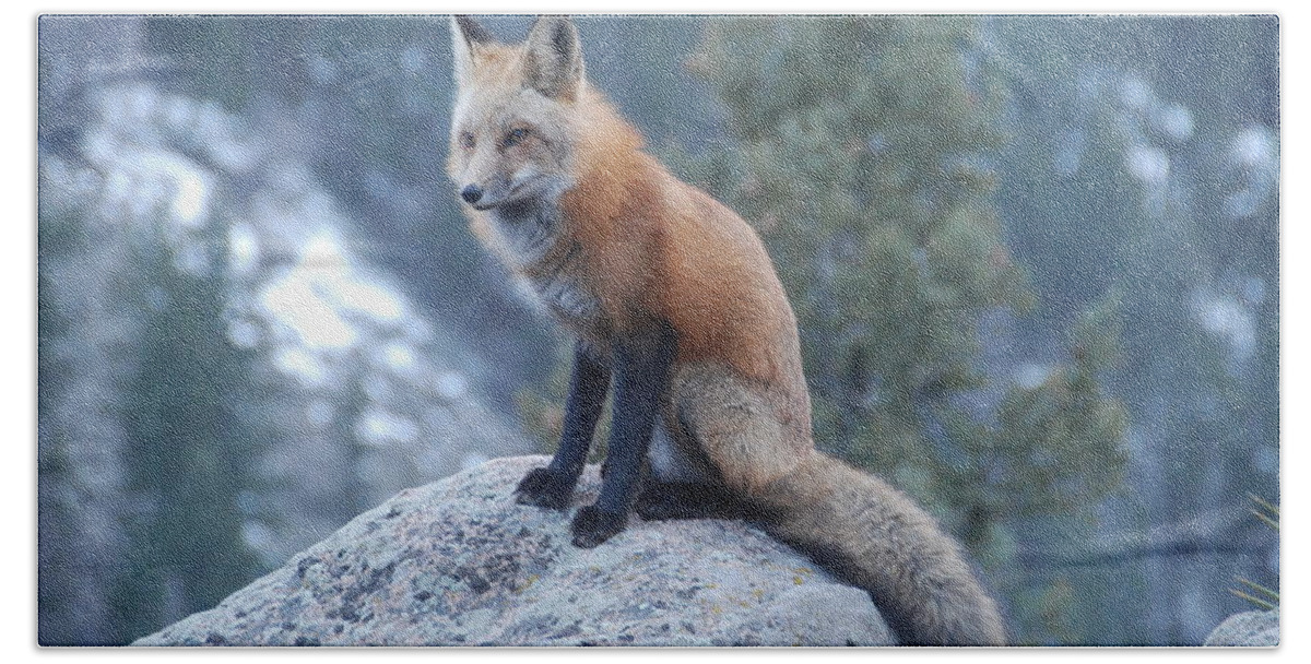Fox Bath Towel featuring the photograph Red Fox by Ben Foster
