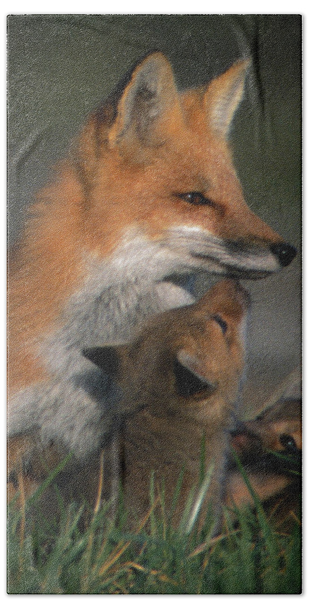 Johnson County Bath Towel featuring the photograph Red Fox Mother and Kits by Jeff Phillippi