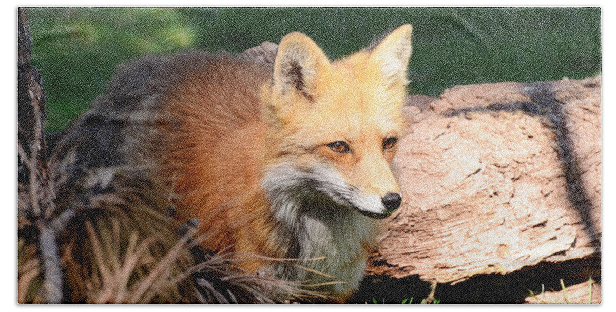 Habitat Hand Towel featuring the photograph Red Fox on Patrol by Debby Pueschel