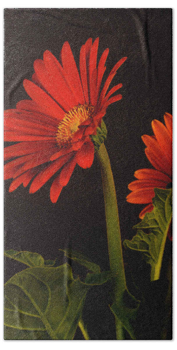 Red Hand Towel featuring the photograph Red Gerbera Daisy 1 by Richard Rizzo