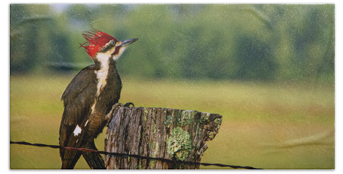 Woodpecker Bath Towel featuring the photograph Red Head Friend by Randall Evans