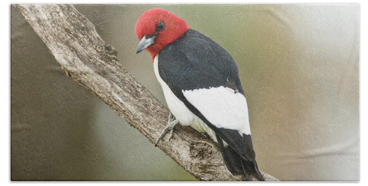 Red Bath Towel featuring the photograph Red-headed Woodpecker 4293 by Michael Peychich