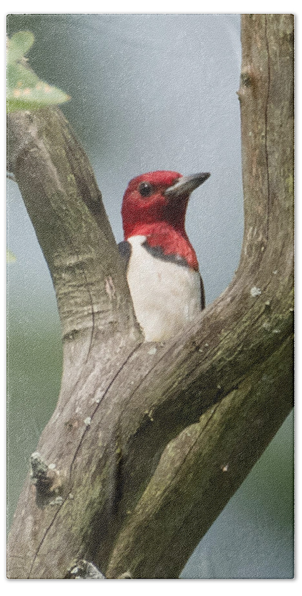 Red-headed Woodpecker Bath Towel featuring the photograph Red-Headed Woodpecker by Holden The Moment