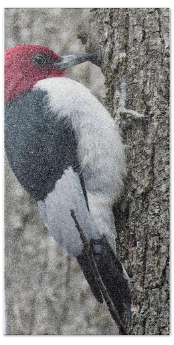 Bird Hand Towel featuring the photograph Red-headed Woodpecker by Jody Partin