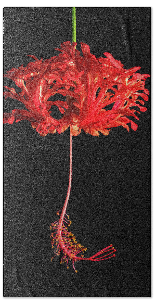 Hibiscus Hand Towel featuring the photograph Red Hibiscus Schizopetalus On Black by Christopher Johnson