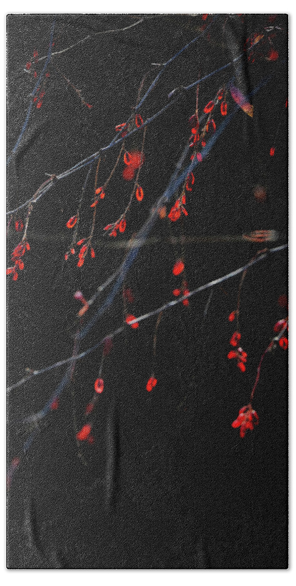 Leaves Hand Towel featuring the photograph Red In Winter by Catherine Lau