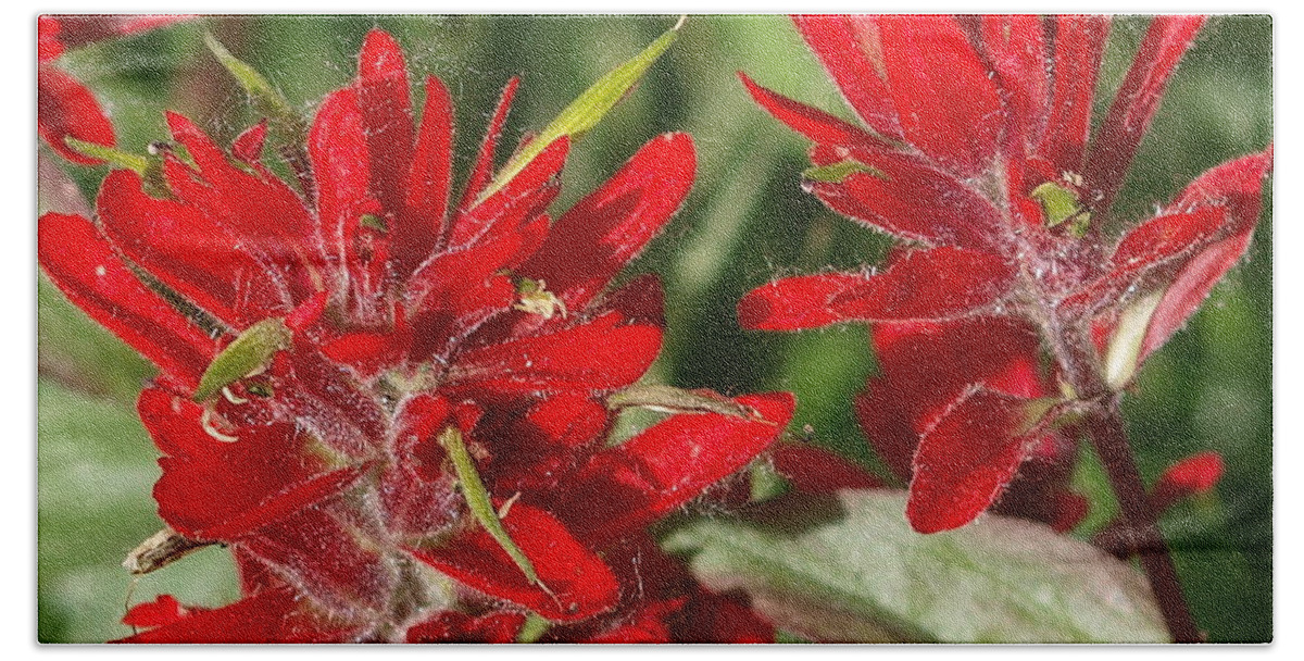 Red Bath Towel featuring the photograph Red Indian Paint Brush by Vivian Martin