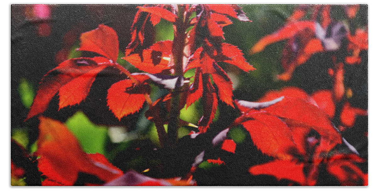 Red Hand Towel featuring the photograph Red Leaves by George Taylor