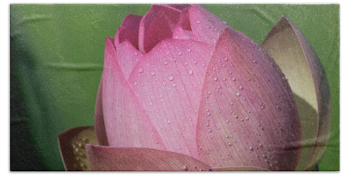 Red Bath Towel featuring the photograph Red Lotus Blossom by Jack Nevitt