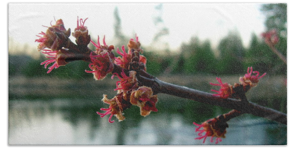 Maple Buds Bath Towel featuring the photograph Red Maple Buds at Dawn by Kent Lorentzen
