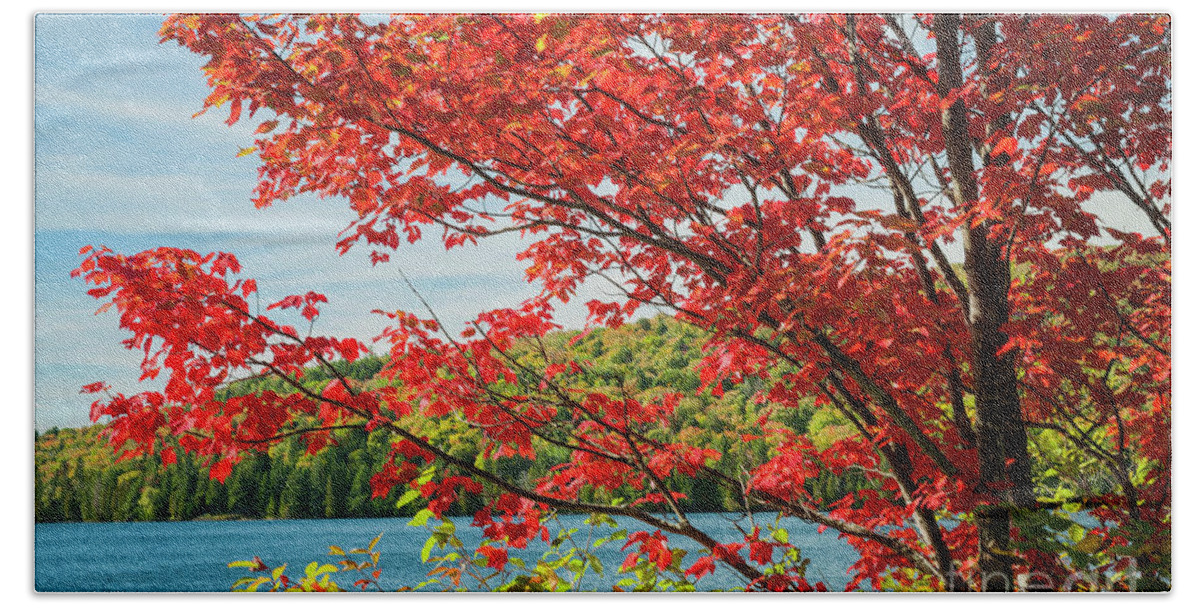 Fall Bath Towel featuring the photograph Red maple on lake shore by Elena Elisseeva
