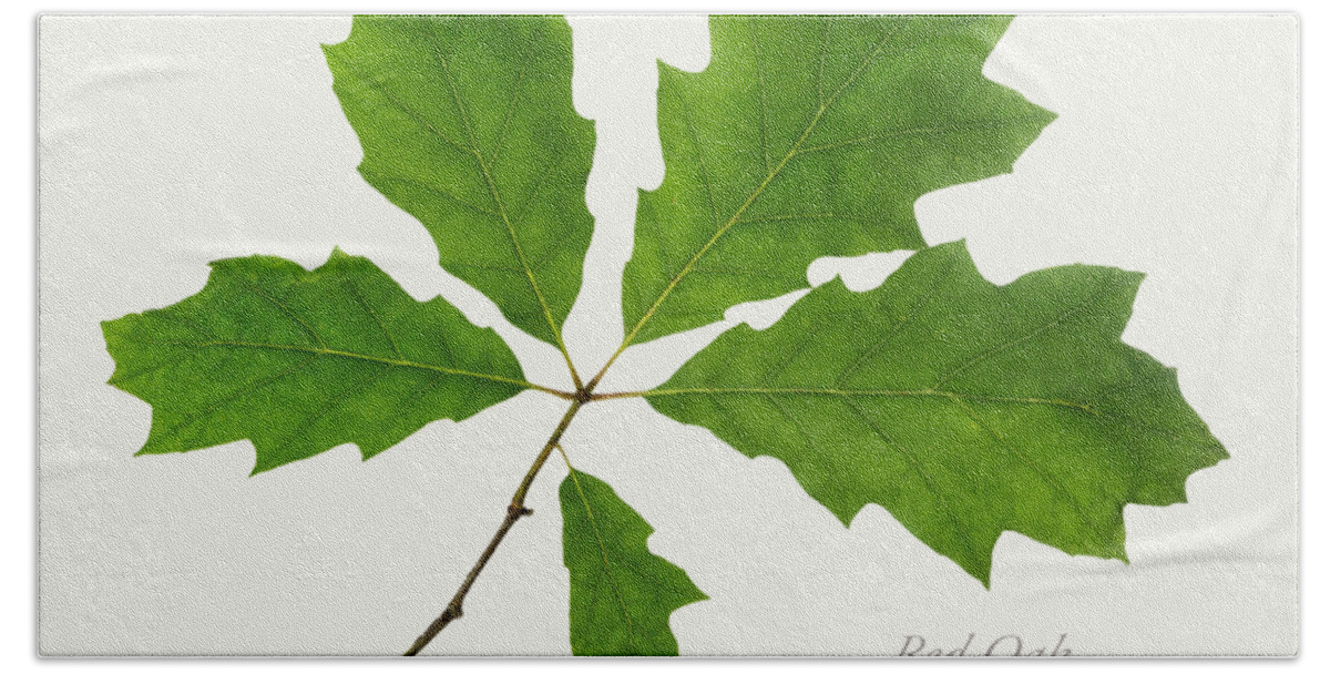 Leaves Bath Towel featuring the photograph Red Oak Leaves by Christina Rollo