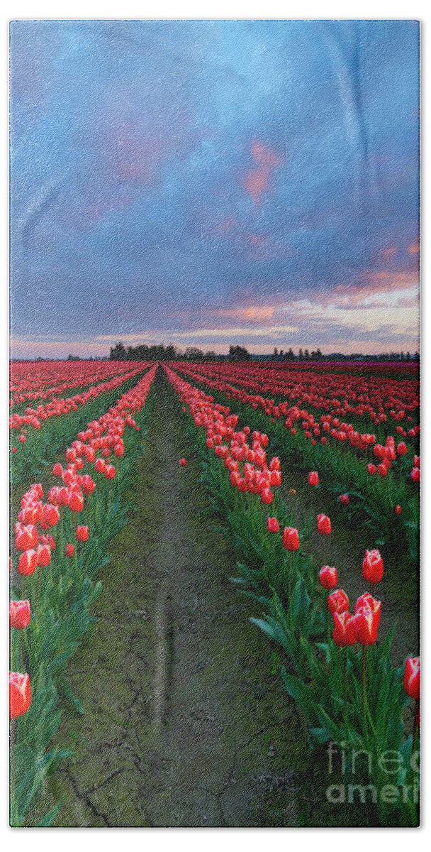 Tulips Bath Towel featuring the photograph Red on Red by Michael Dawson
